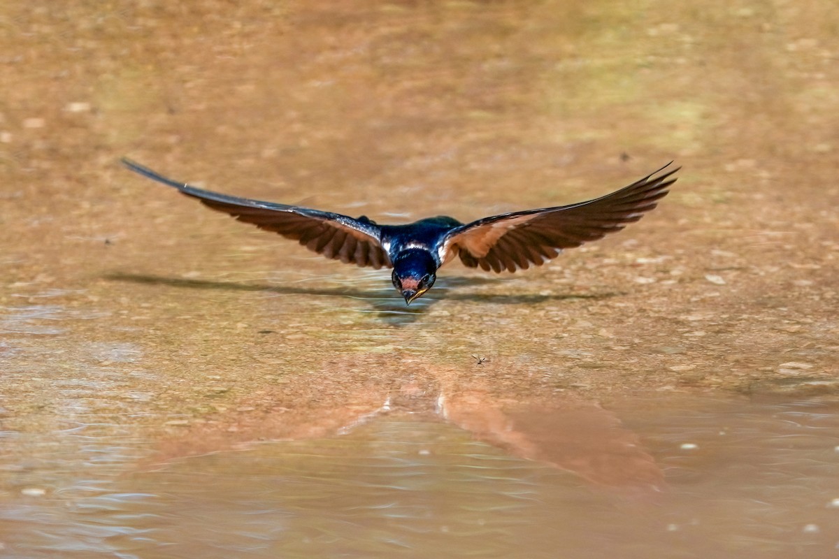 Barn Swallow - ML576702551