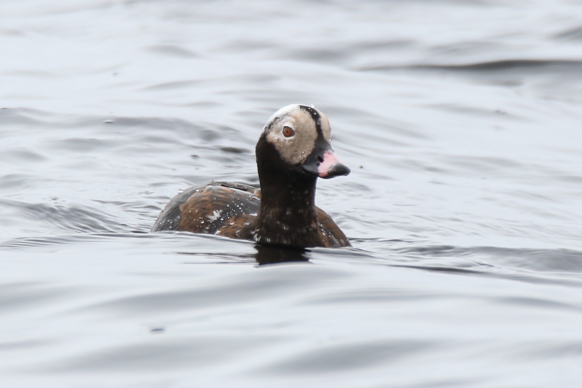 Long-tailed Duck - Bill Bryden