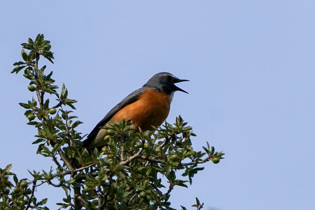 White-throated Robin - ML576702841