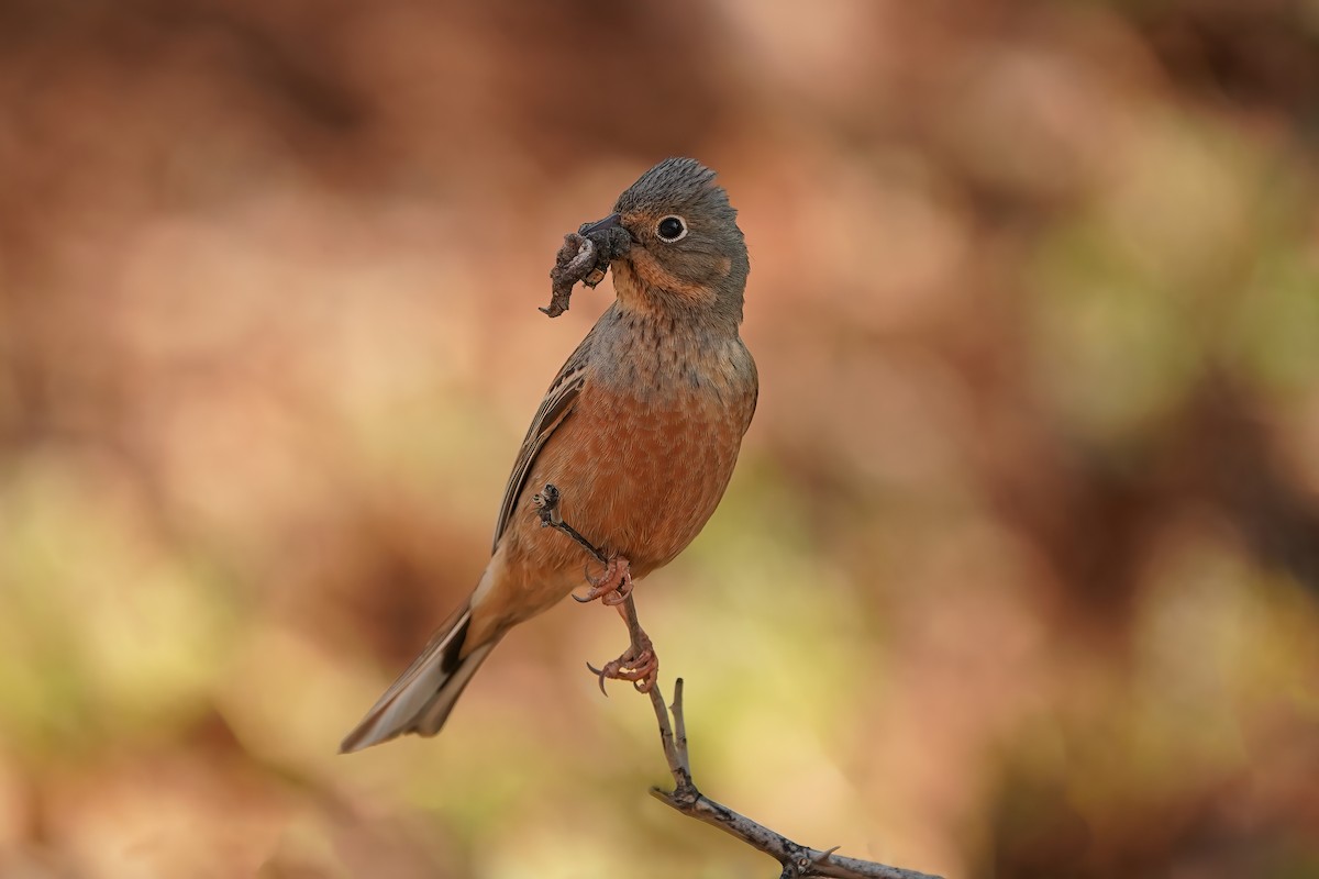 Cretzschmar's Bunting - ML576703001