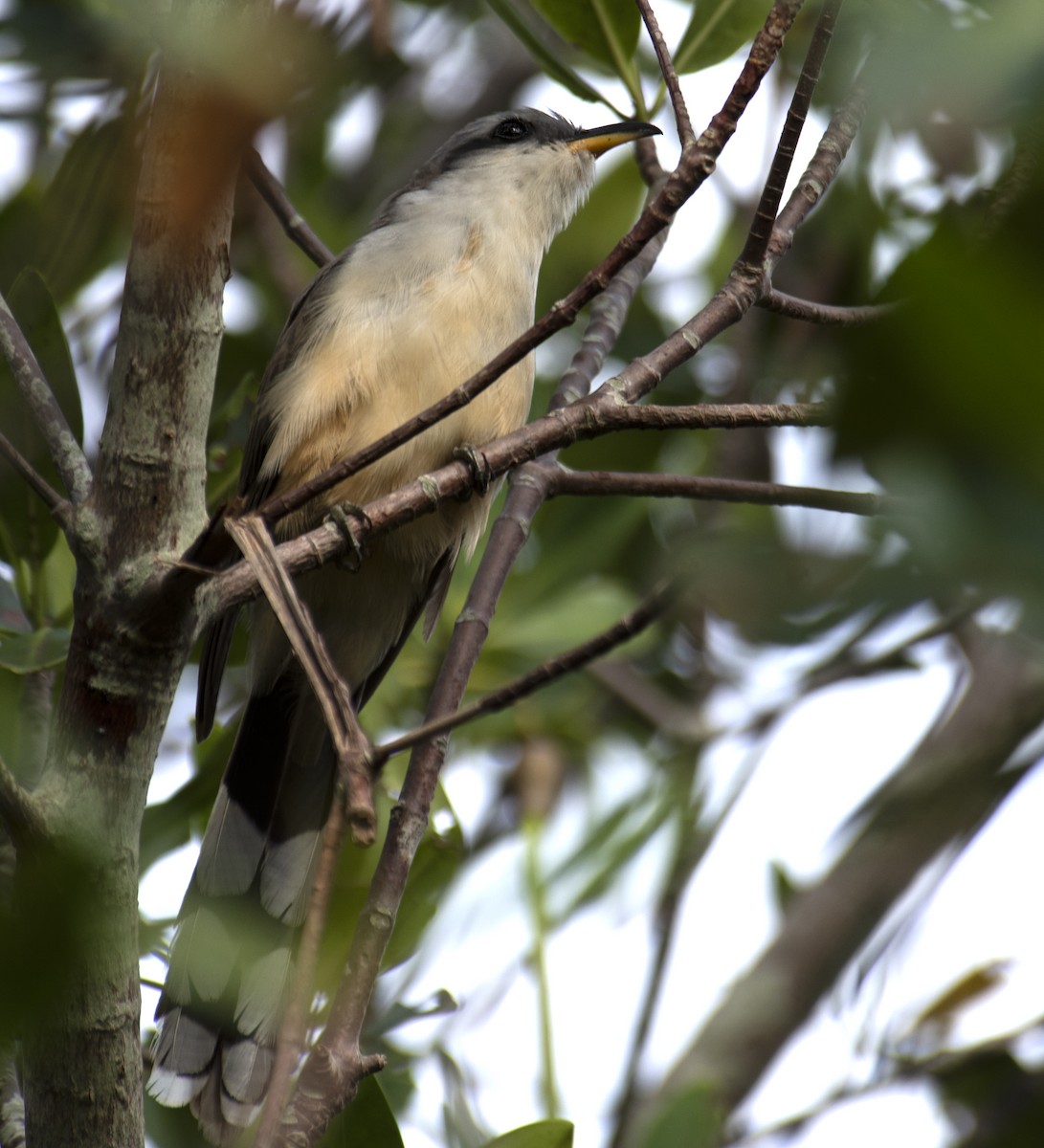 Mangrove Cuckoo - ML576703581