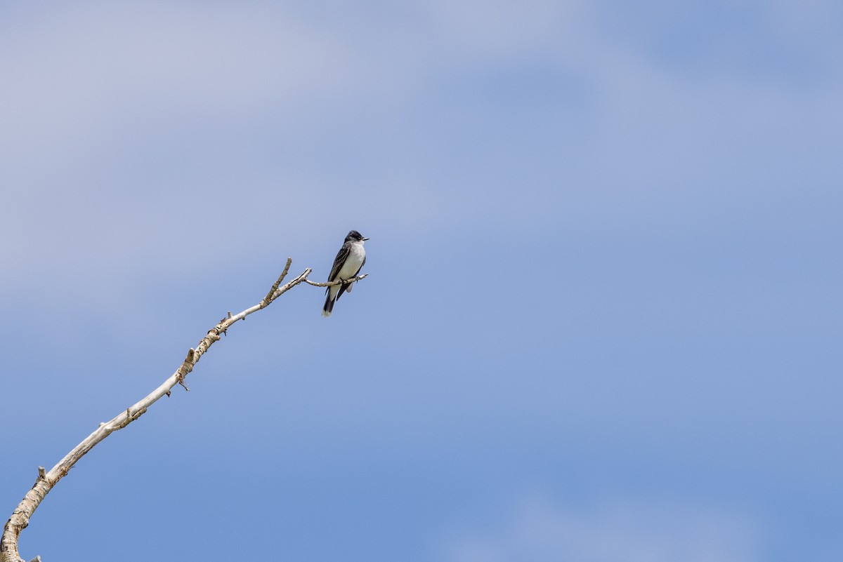 Eastern Kingbird - ML576703701