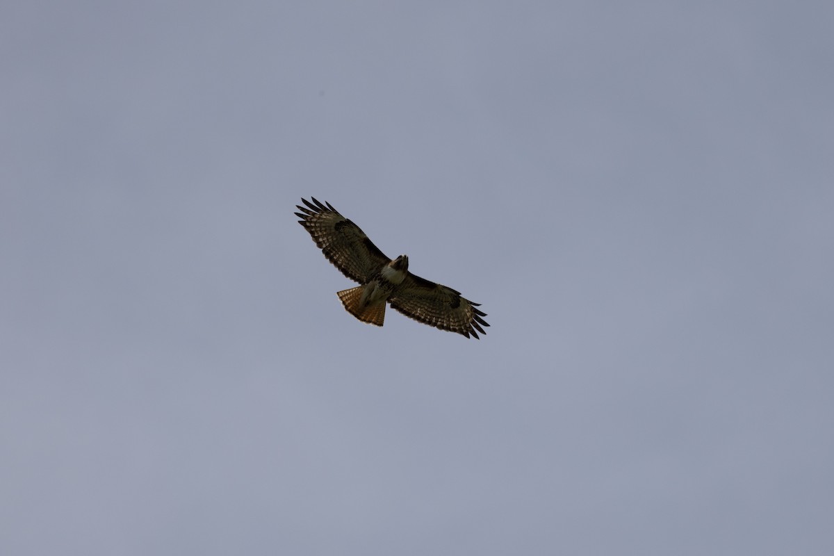 Red-tailed Hawk - ML576703751