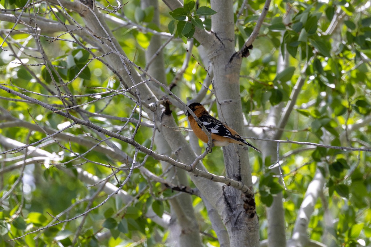 Black-headed Grosbeak - ML576703811