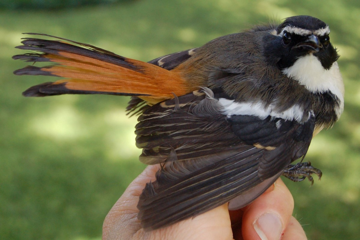 White-throated Robin-Chat - Dieter Oschadleus