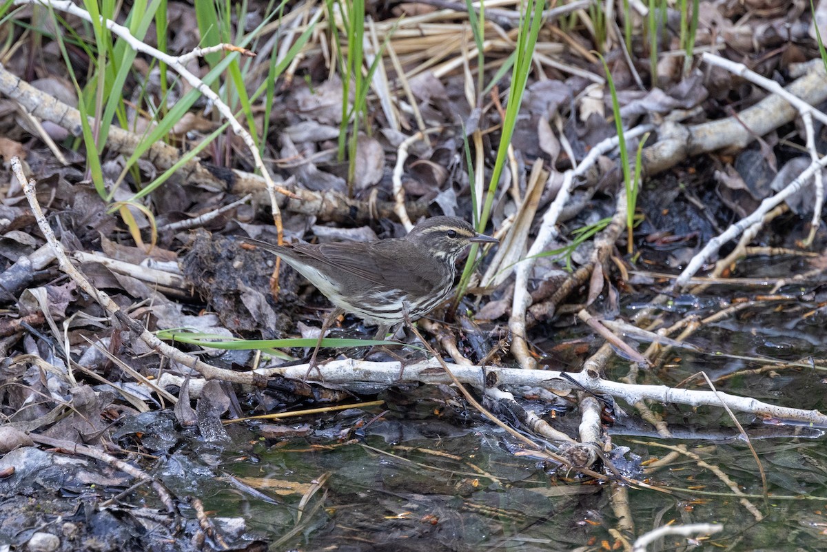 Northern Waterthrush - ML576703831