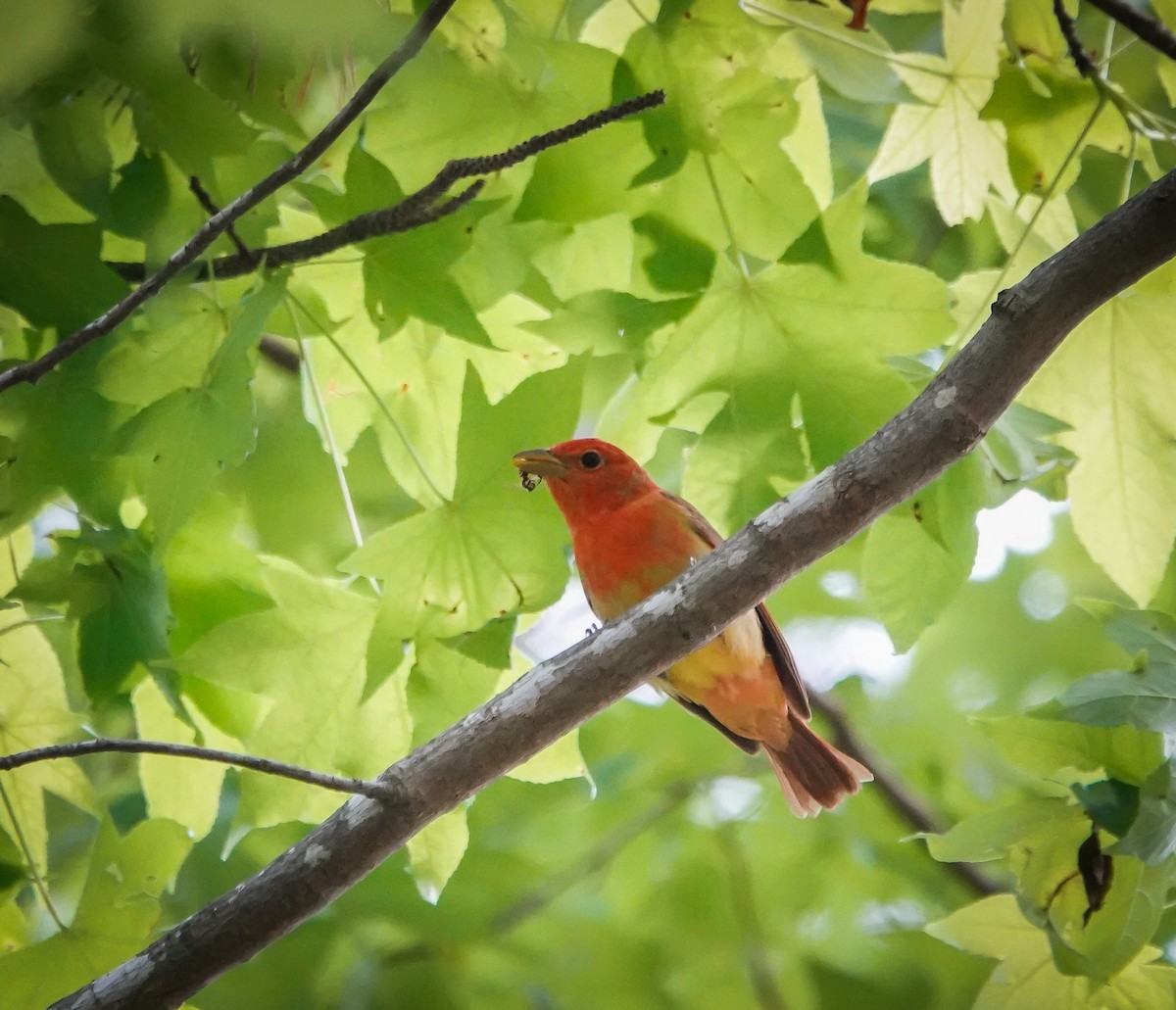 Summer Tanager - ML576703841