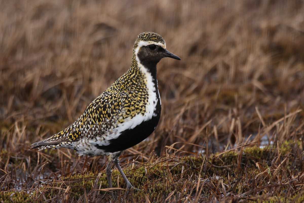 European Golden-Plover - Bill Bryden