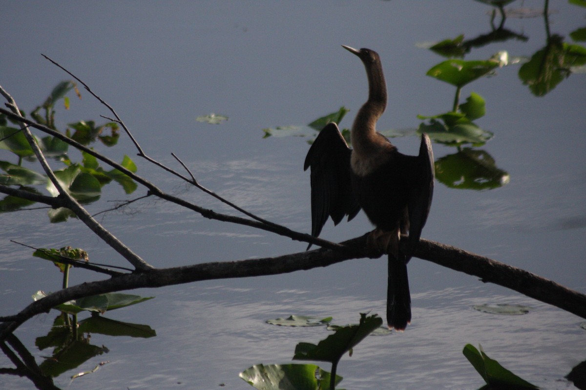 Amerika-Schlangenhalsvogel - ML576704441