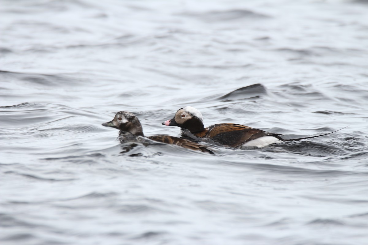 Long-tailed Duck - ML57670521