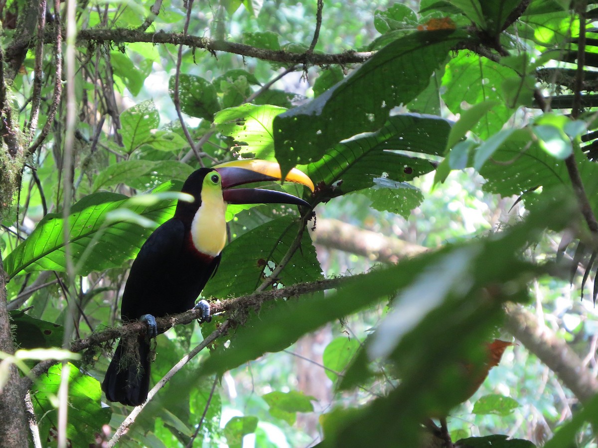 Yellow-throated Toucan - ML576705451