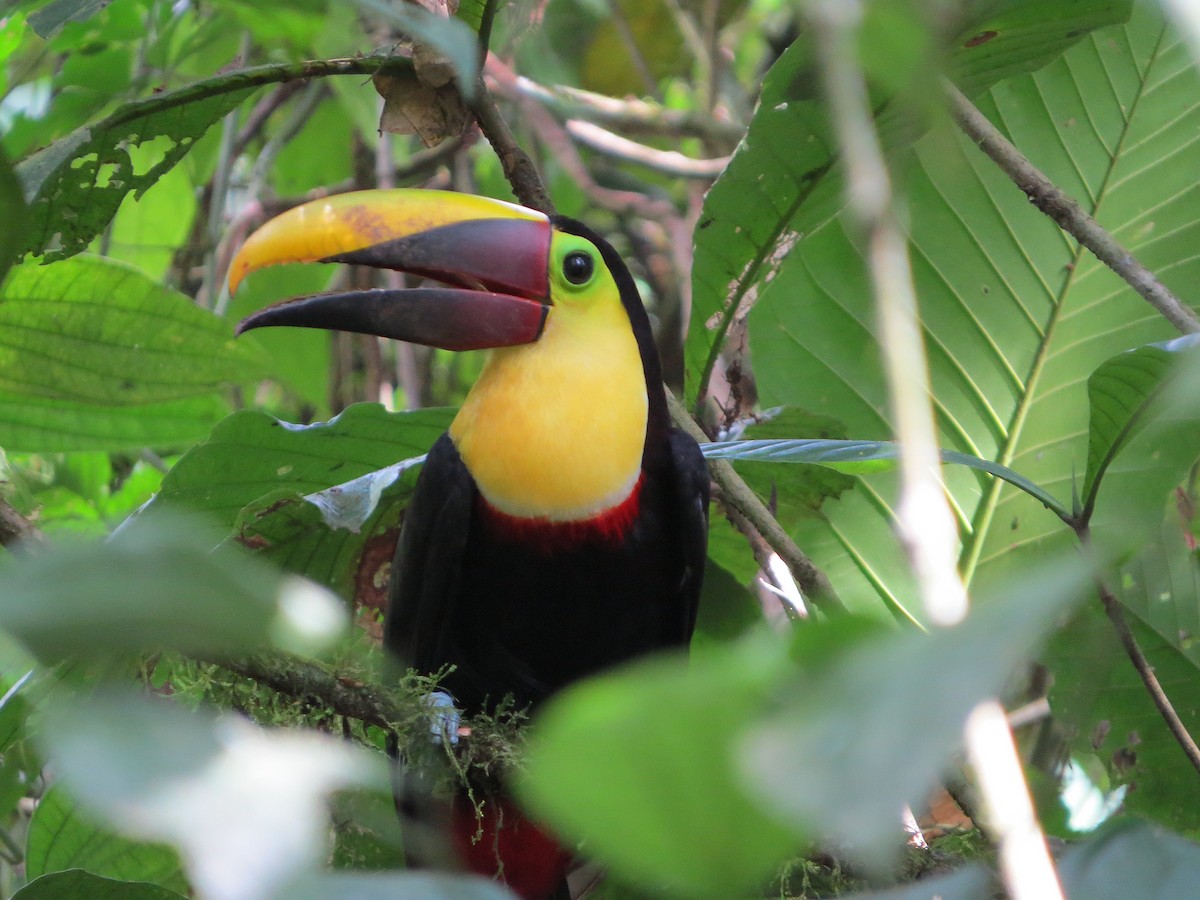 Yellow-throated Toucan - ML576705481