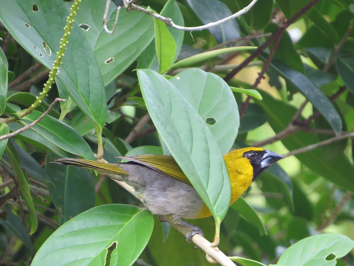 Black-faced Grosbeak - ML576705651