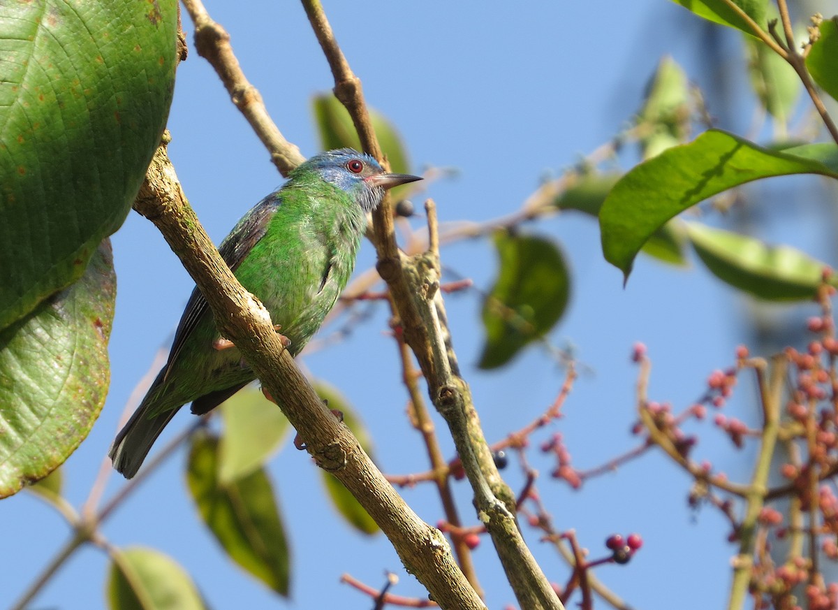 Blue Dacnis - ML576705751