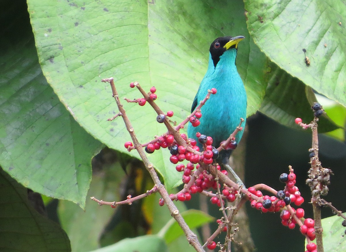 Green Honeycreeper - ML576705791