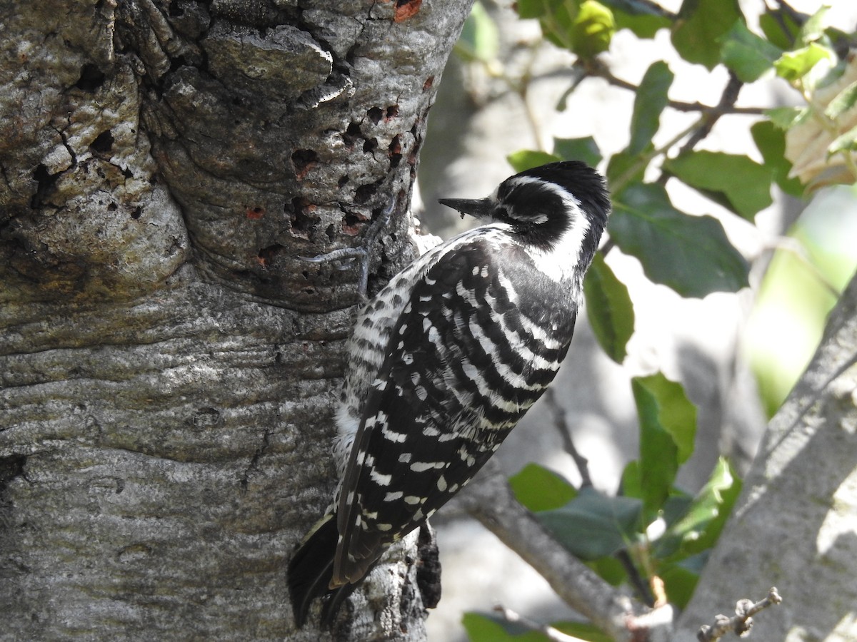 Nuttall's Woodpecker - ML57670591