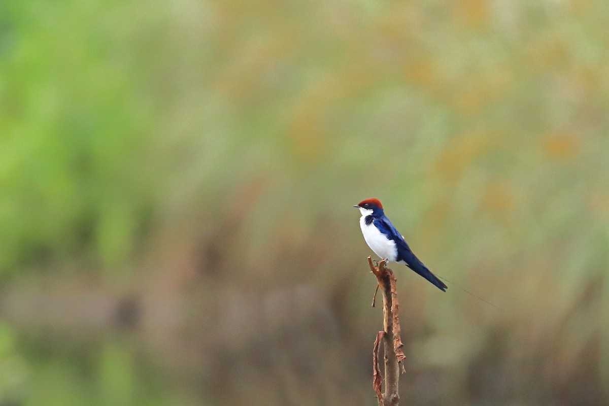 Wire-tailed Swallow - Mohamed  Nijas