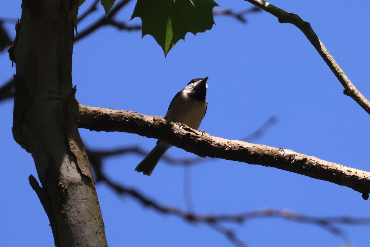 Carolina Chickadee - ML576708081