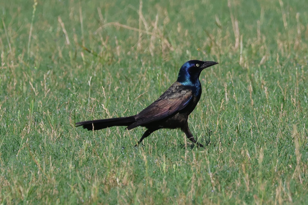 Common Grackle - ML576708111