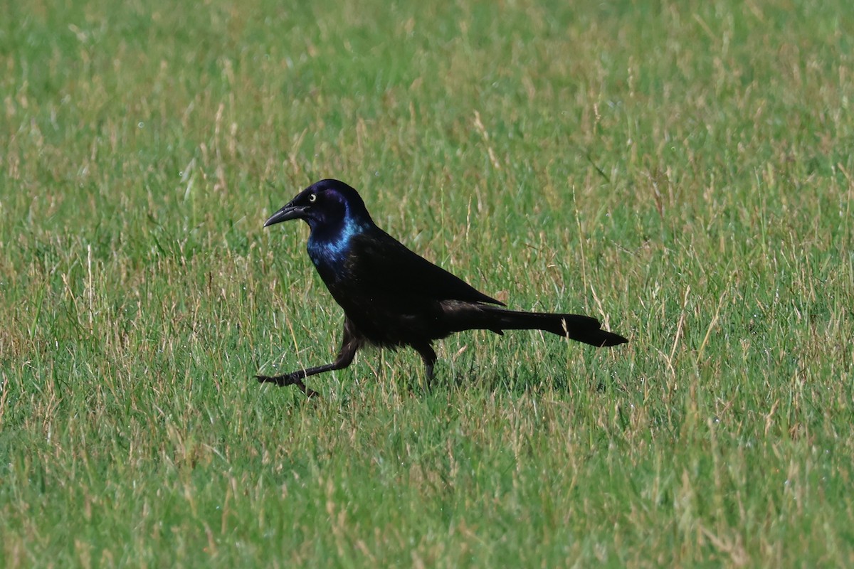 Common Grackle - ML576708131