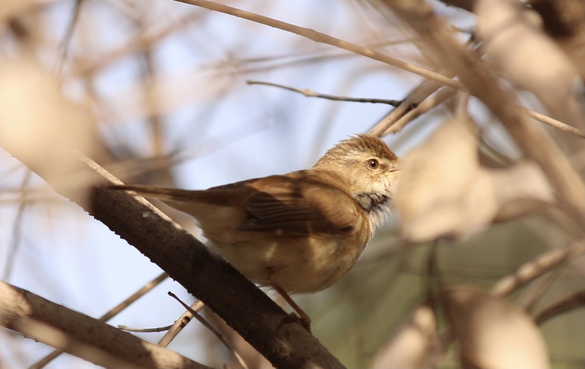 Acrocephalus sp. - Peyton Stone