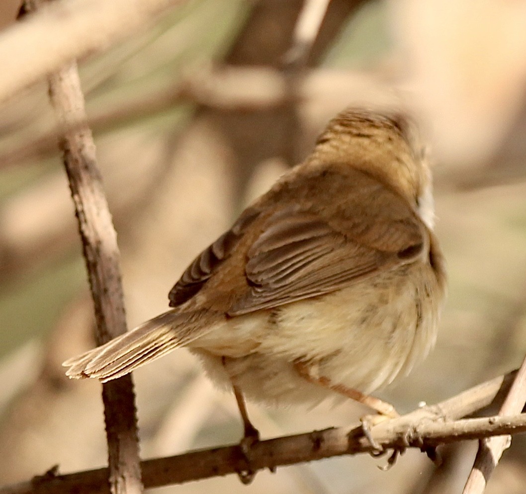 Acrocephalus sp. - Peyton Stone