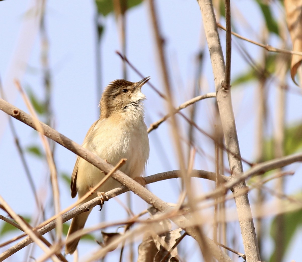 Acrocephalus sp. - Peyton Stone