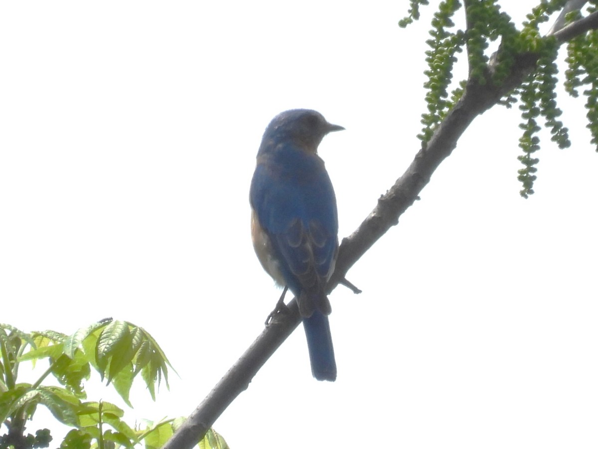 Eastern Bluebird - ML576710601