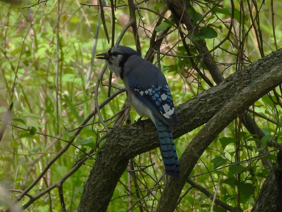 Blue Jay - ML576710701