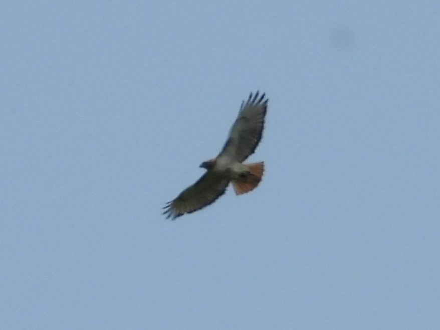 Red-tailed Hawk - ML576710901