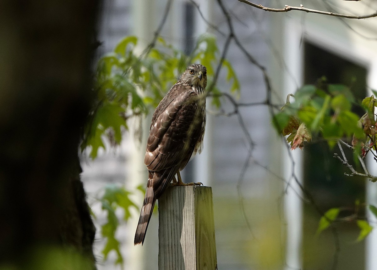 Cooper's Hawk - ML576711431