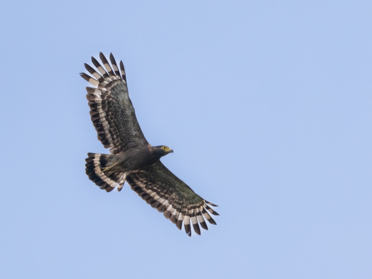 Crested Serpent-Eagle - ML576711551