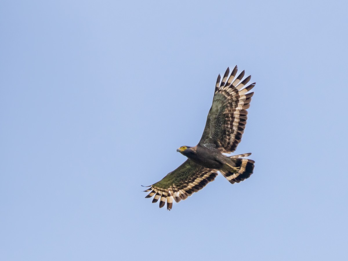 Crested Serpent-Eagle - ML576711611