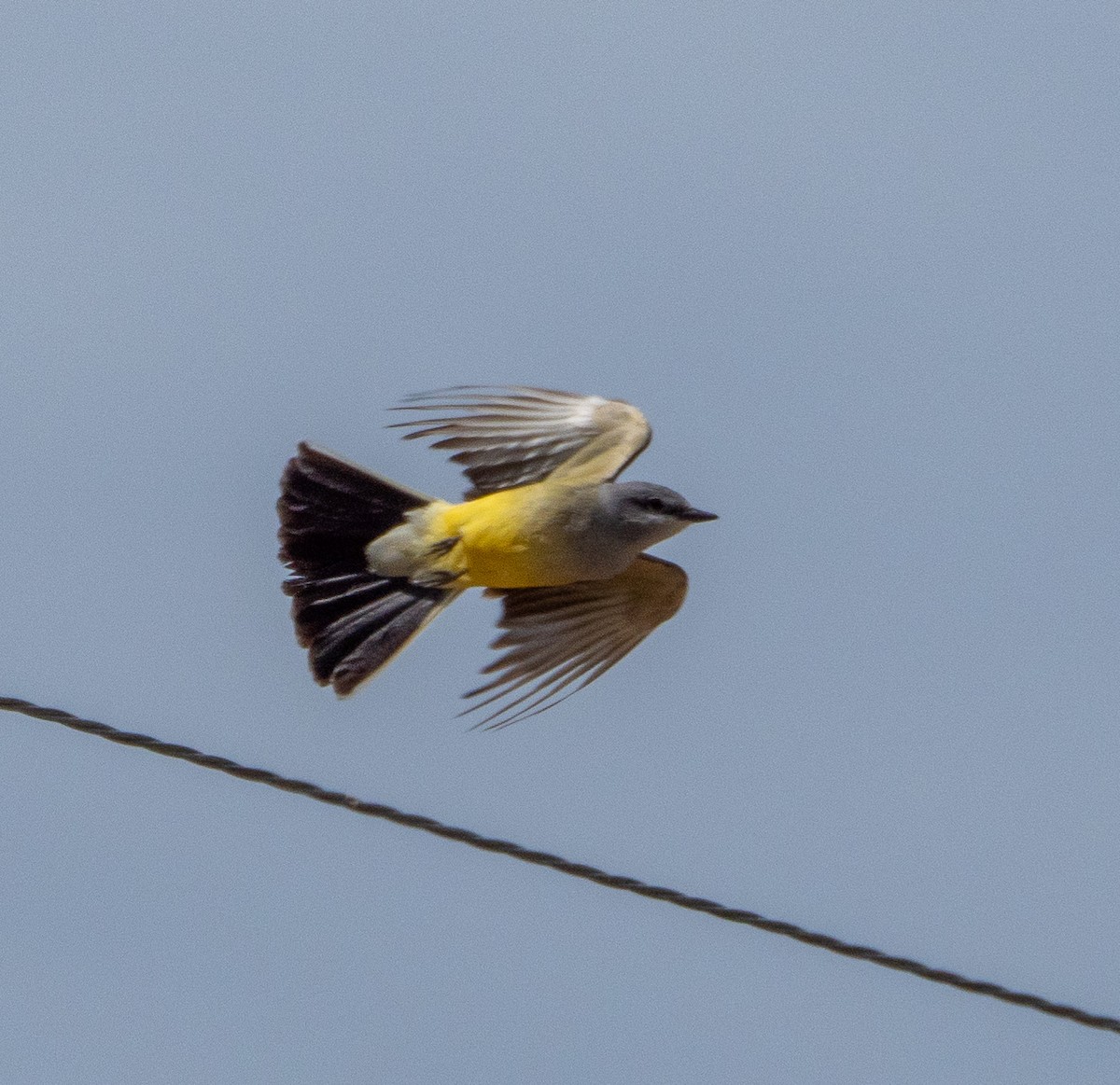 Western Kingbird - Alexander Markell