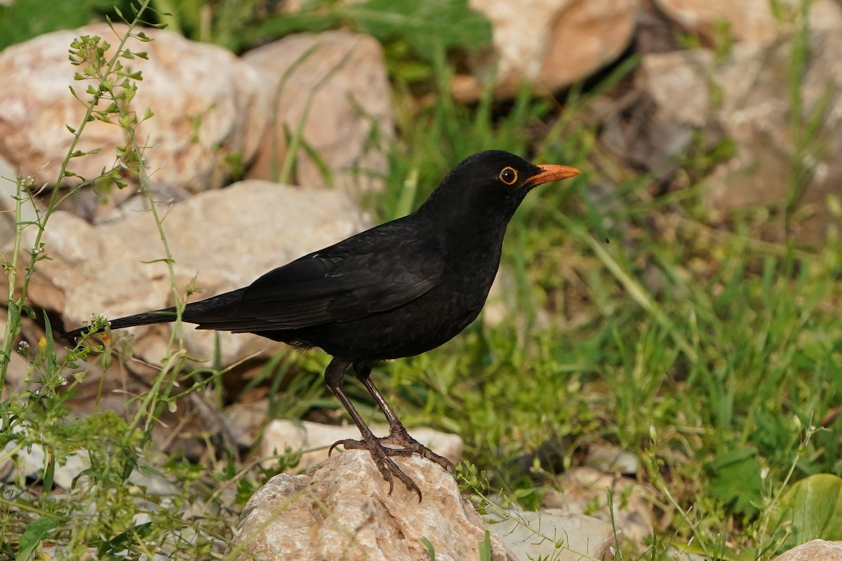 Eurasian Blackbird - Yakup Yener