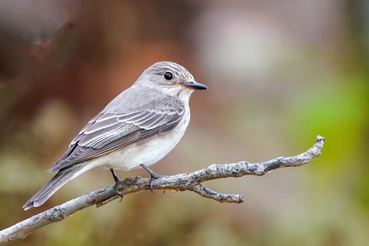 Spotted Flycatcher - ML576712941