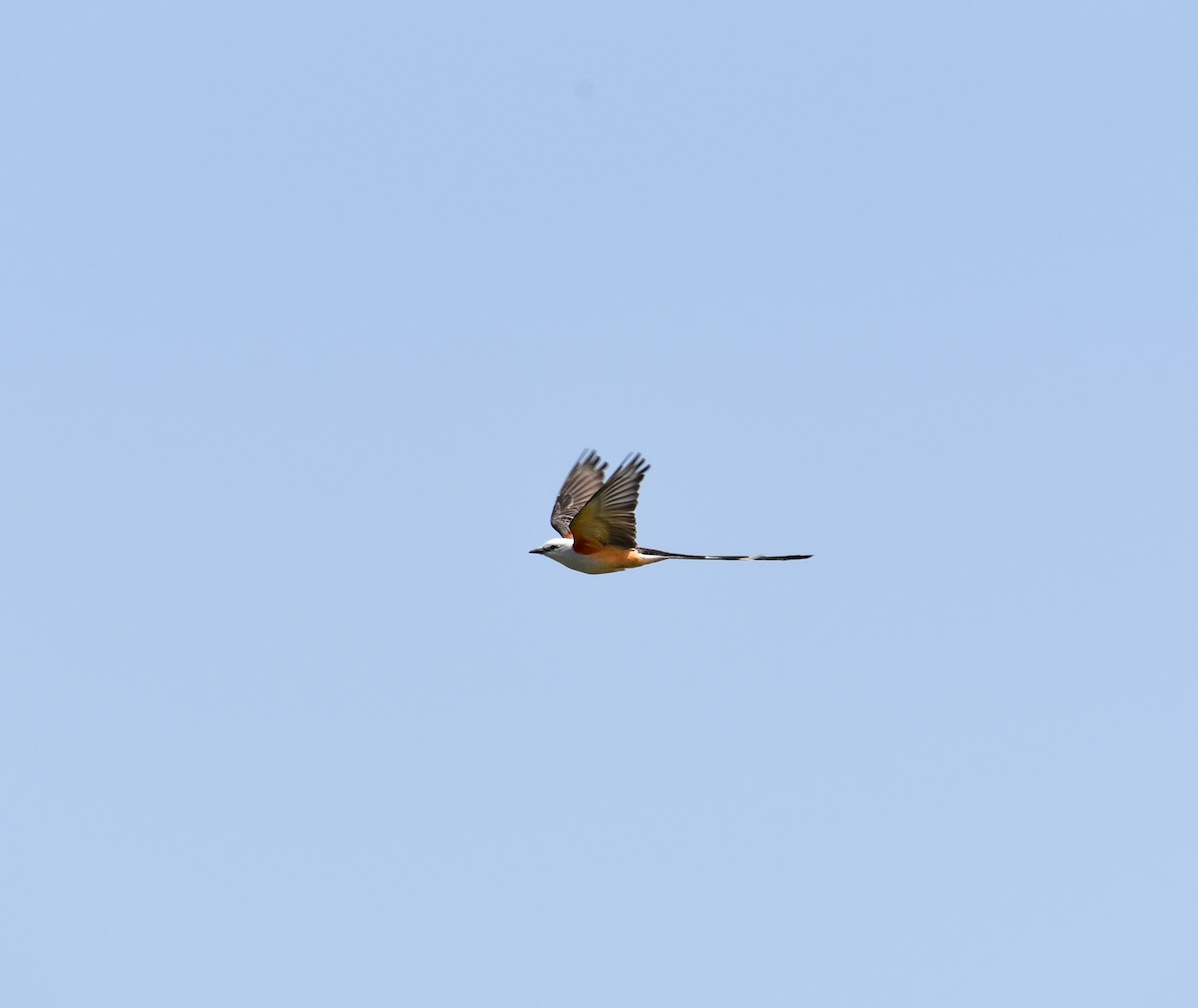 Scissor-tailed Flycatcher - ML576714081