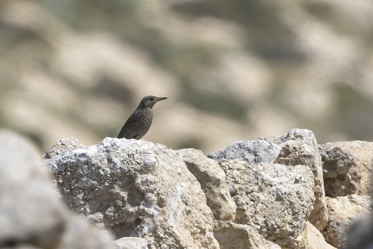 Blue Rock-Thrush - Delfin Gonzalez