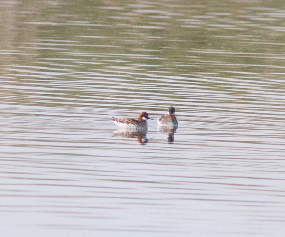 Phalarope à bec étroit - ML576715991