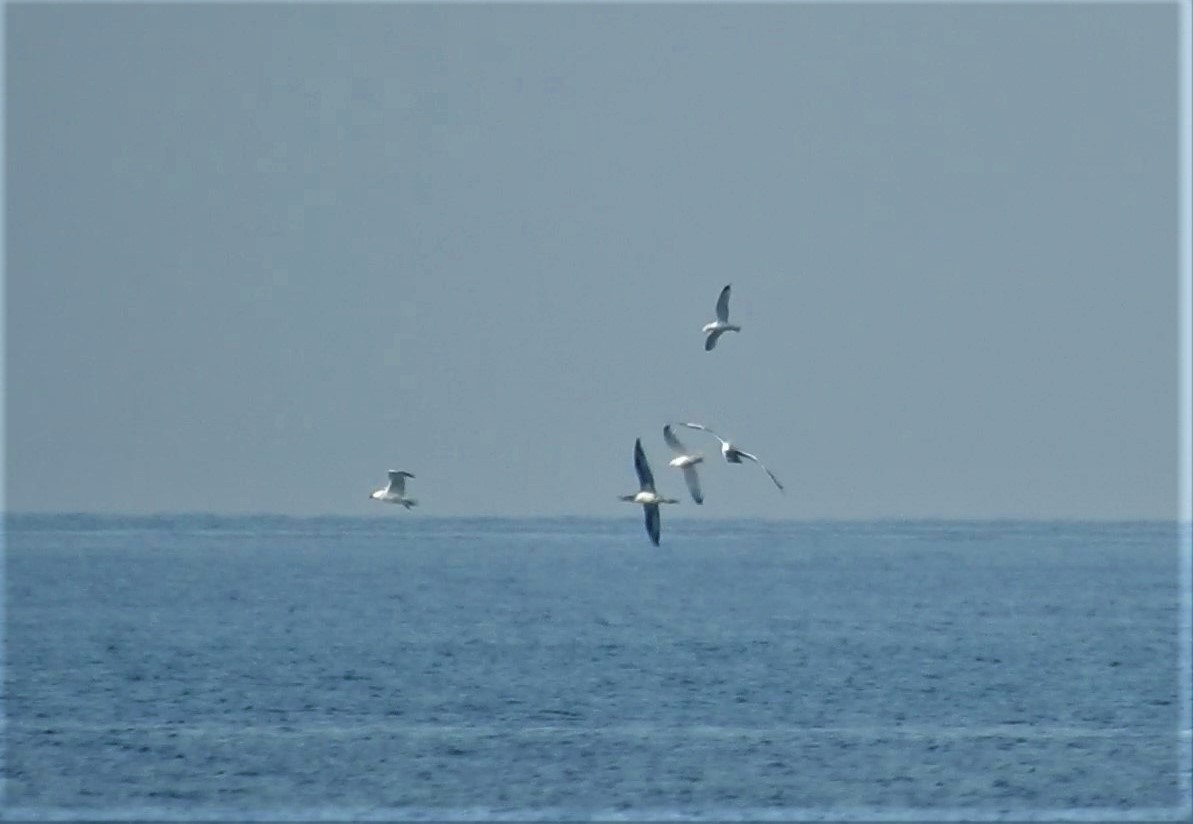 Northern Gannet - Güneş Deniz Yıldırım