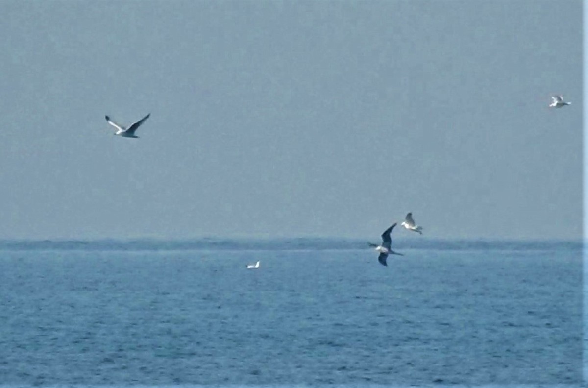 Northern Gannet - Güneş Deniz Yıldırım