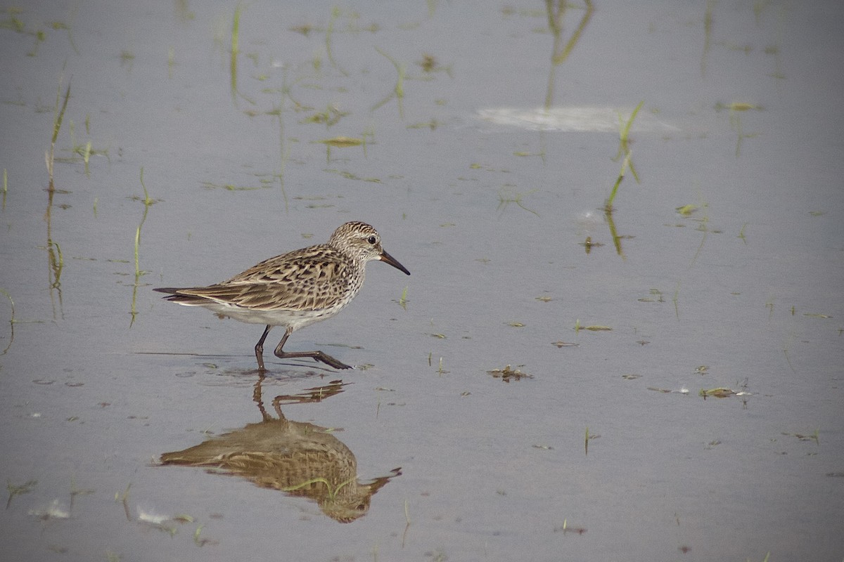 White-rumped Sandpiper - ML576717611