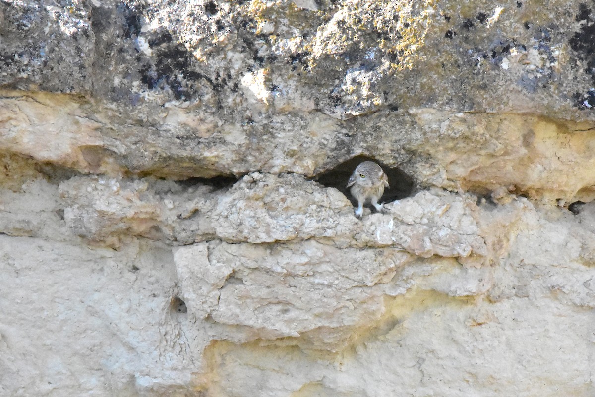 Little Owl (Hutton's) - ML576717831