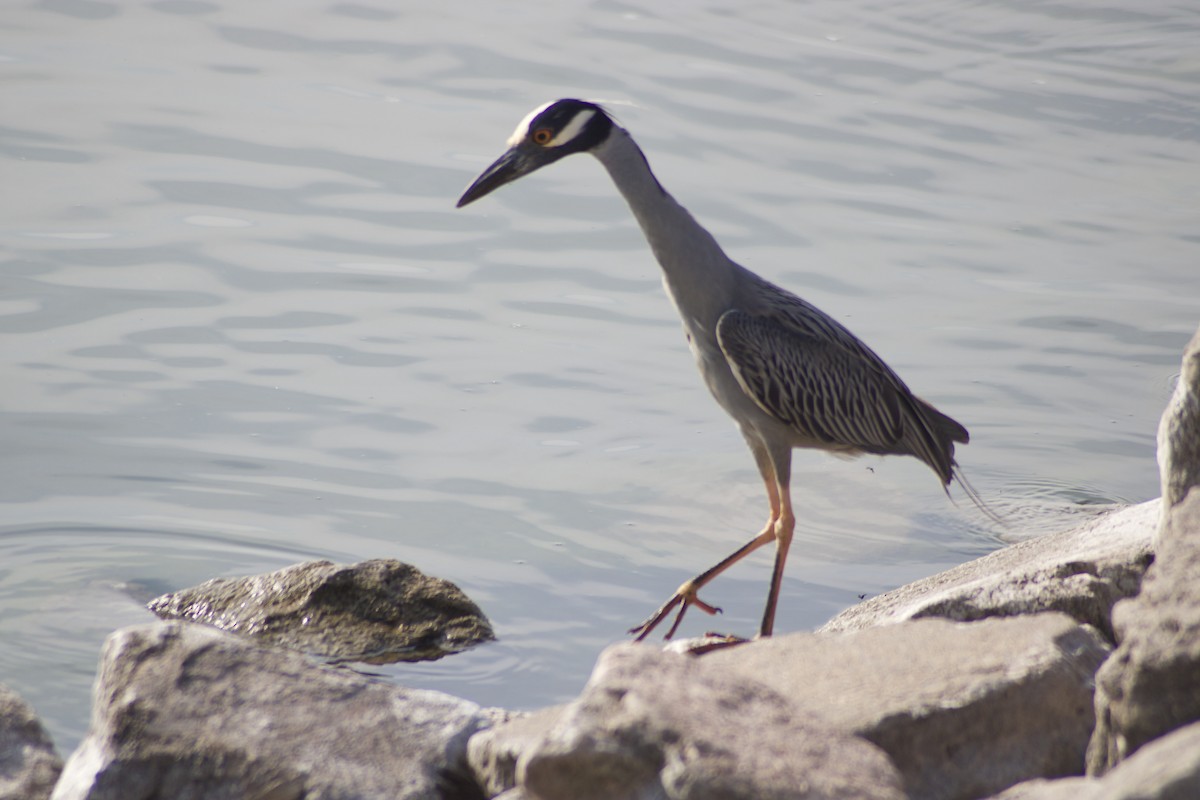 Yellow-crowned Night Heron - ML576717891