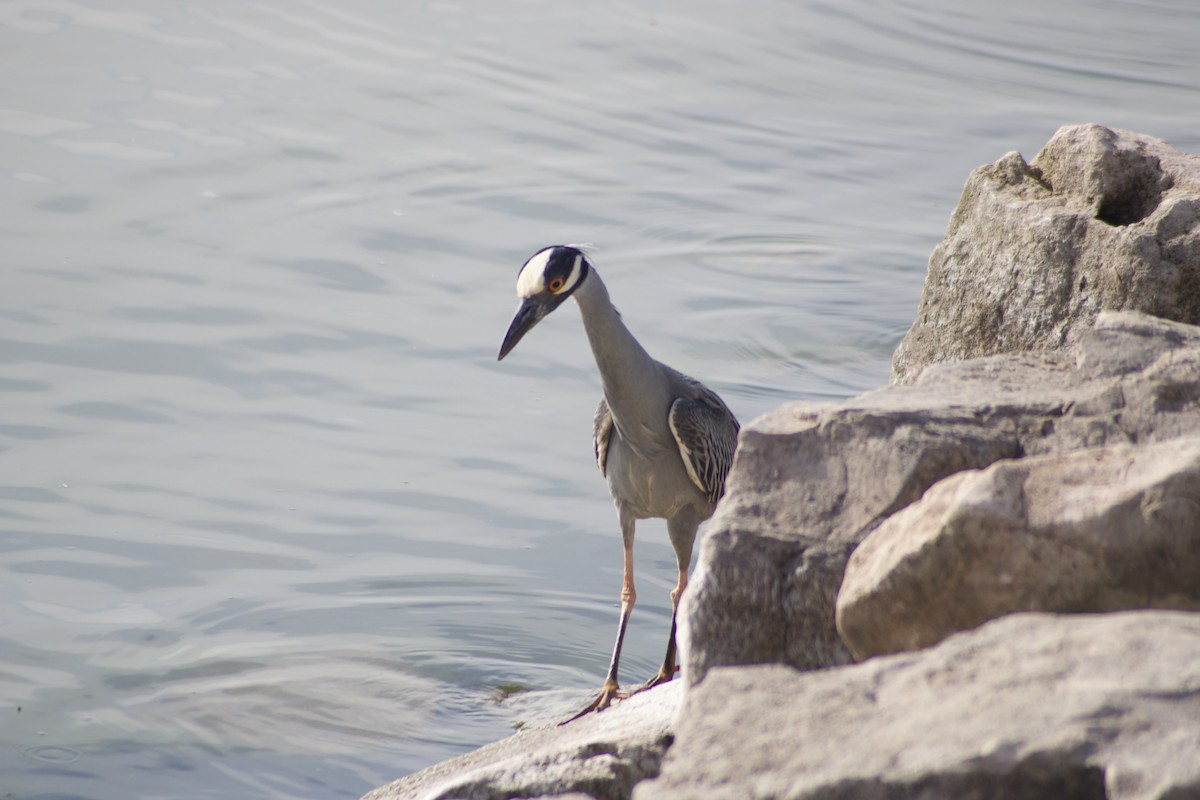 Yellow-crowned Night Heron - ML576717941