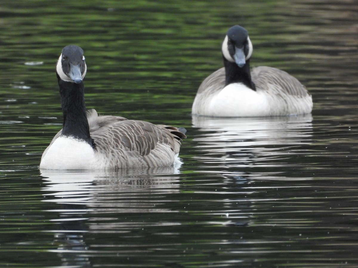 Canada Goose - ML576718591