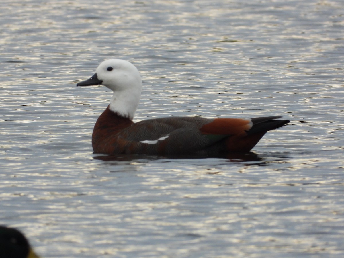 Paradise Shelduck - ML576718711