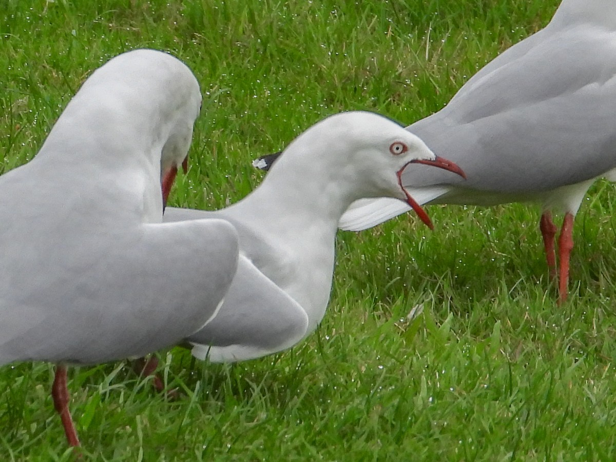 Silver Gull (Red-billed) - Thomas Schultz