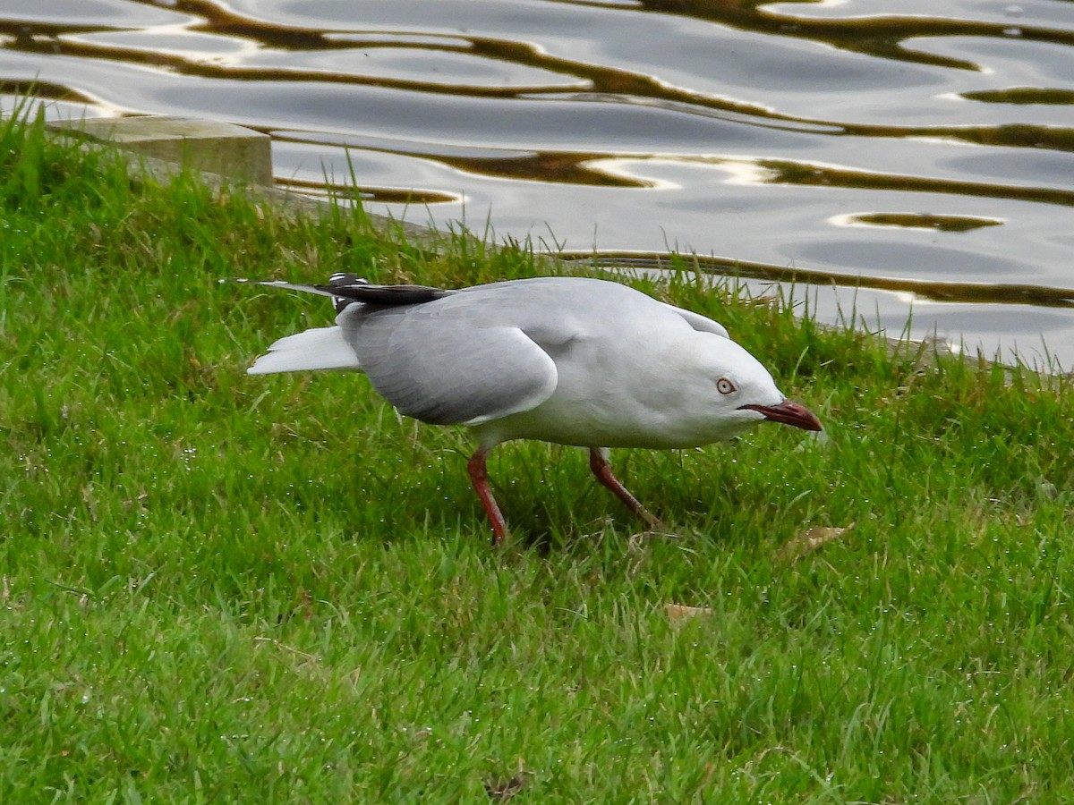 Silver Gull (Red-billed) - Thomas Schultz