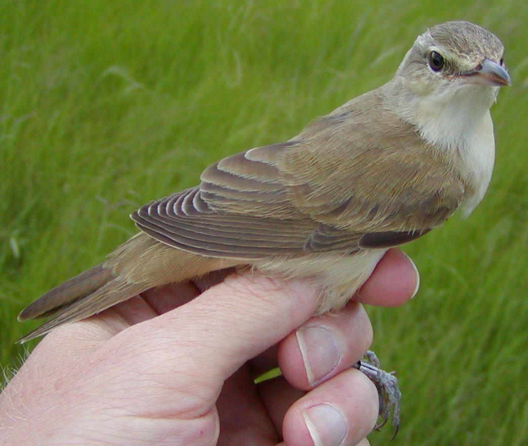 Great Reed Warbler - ML576719111